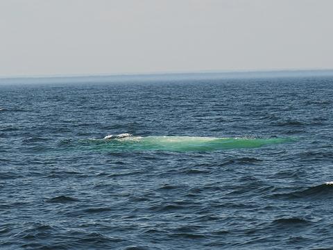 After the whale submerges