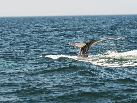 Whale tail #9