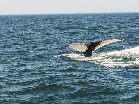 Whale tail #10