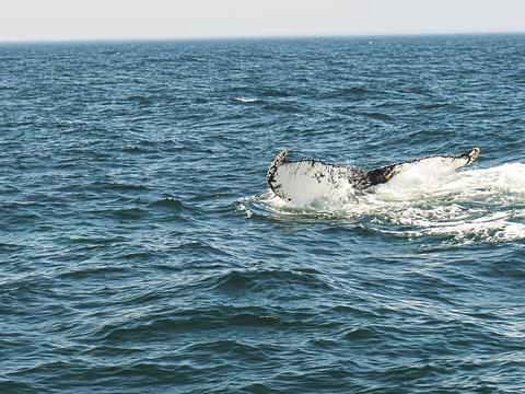 Whale tail #11