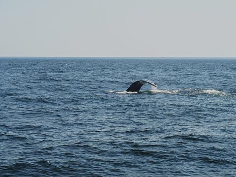 Whale tail #12