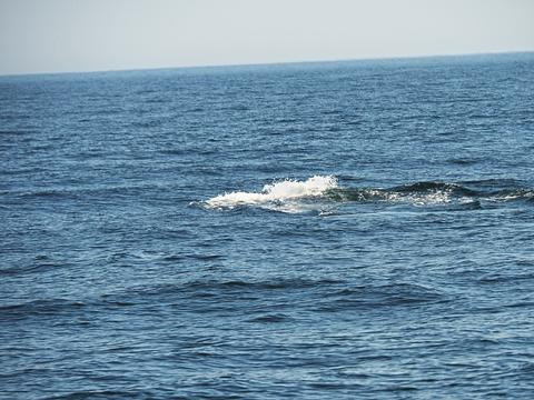 Whale surfacing