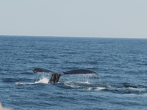 Whale tail #15