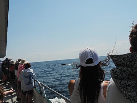 Looking for whales #2