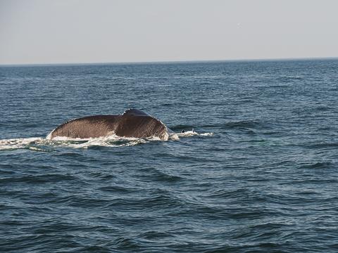 Whale tail #18