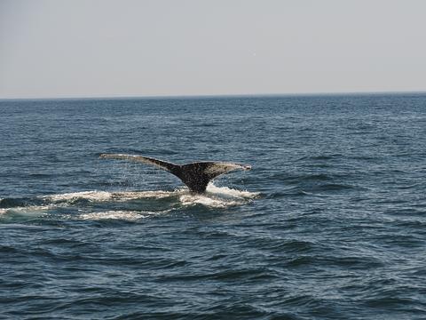 Whale tail #21