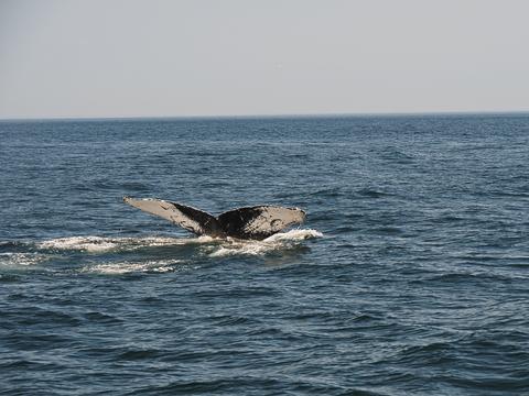 Whale tail #22