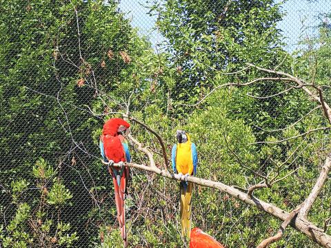 Macaws
