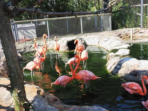 Flamingos