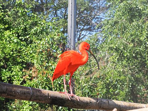 Scarlet ibis