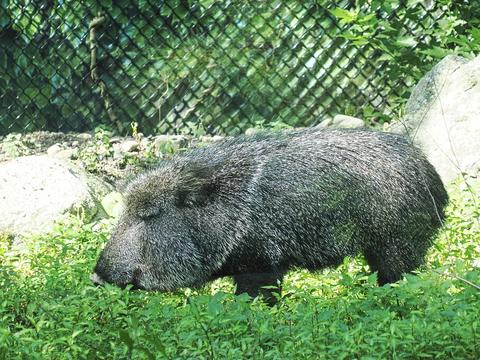 Chacoan peccary