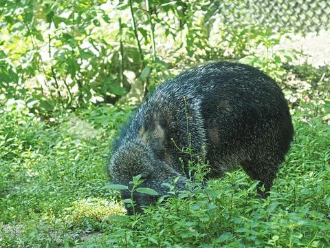 Chacoan peccary #2