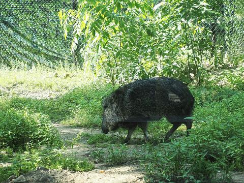 Chacoan peccary #3