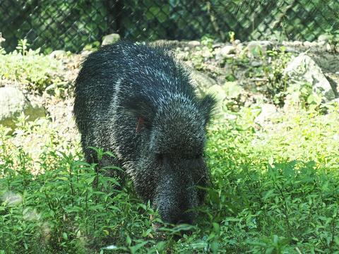 Chacoan peccary #6