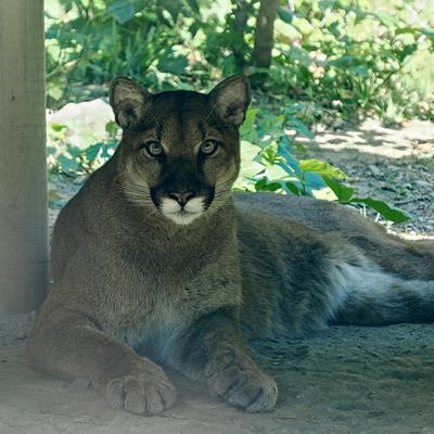 Cougar #2