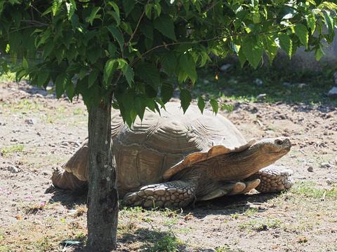 African spurred tortoise