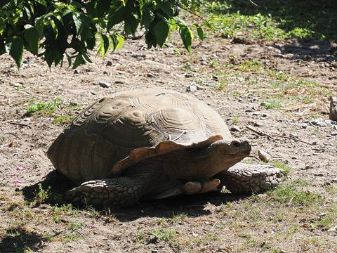 African spurred tortoise #2