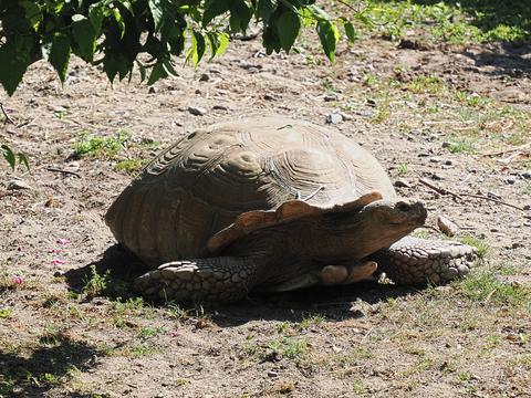 African spurred tortoise #3