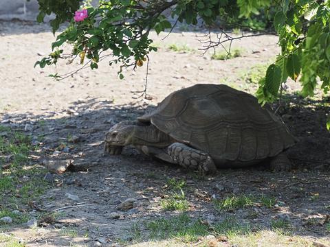 African spurred tortoise #5