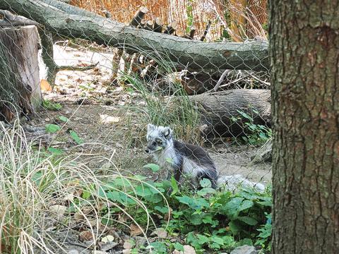 Artic fox
