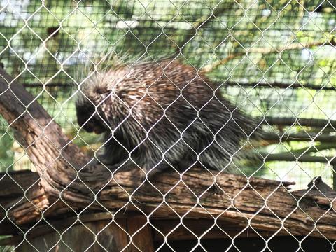 North American Porcupine