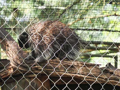 North American Porcupine #2