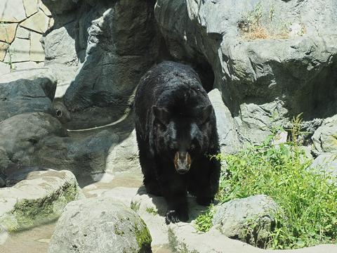American black bear