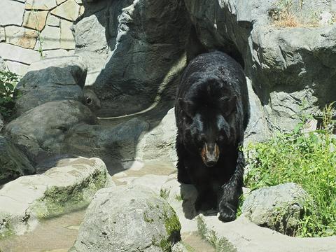 American black bear #2