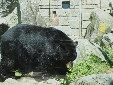 American black bear #3