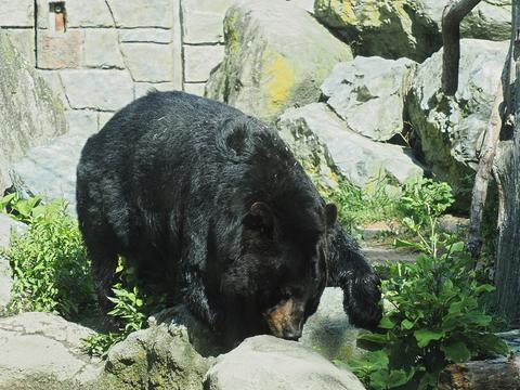 American black bear #5