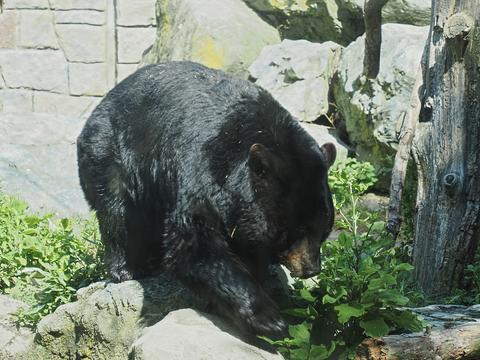 American black bear #6