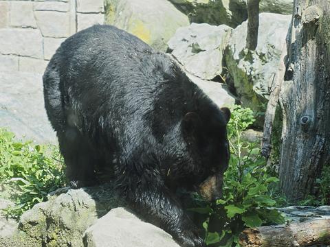 American black bear #7