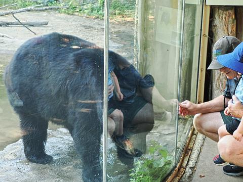 American black bear #8