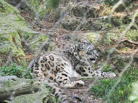 Snow leopard #2