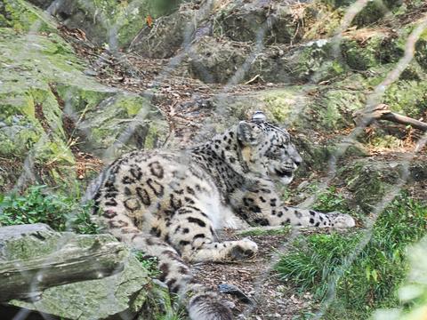 Snow leopard #3