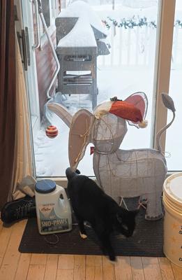 Elephant and Nightwind