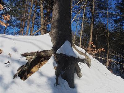 Tree roots in winter