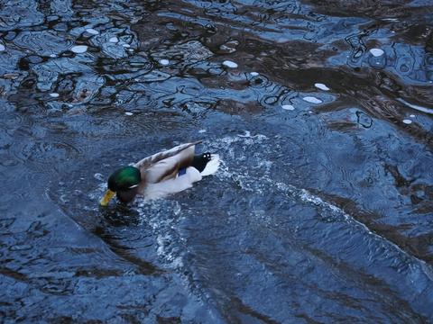 Duck on the Charles river