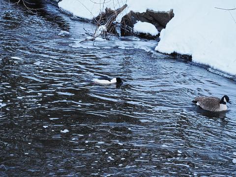 Ducks on the Charles river #2
