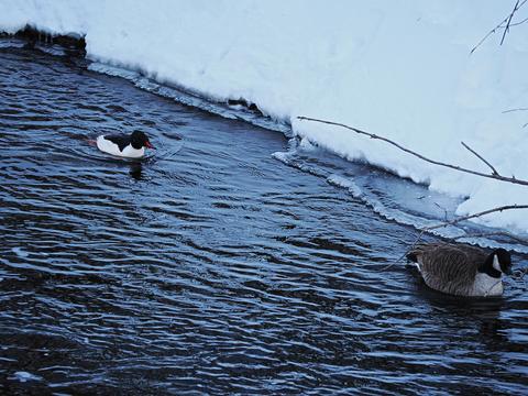 Ducks on the Charles river #3