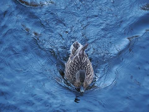 Duck on the Charles river #2