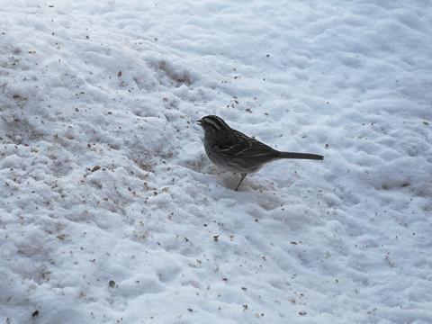 Bird in winter