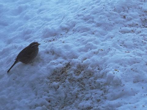Bird in winter #2