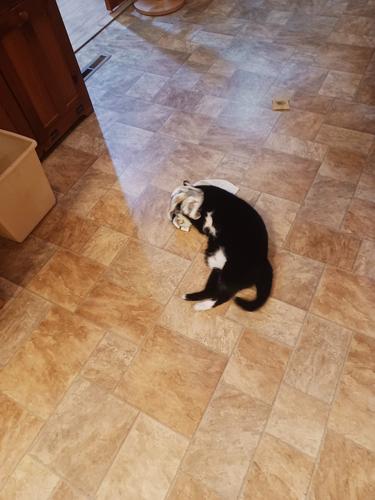 Nightwind with a towel #2