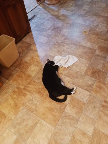 Nightwind with a towel #4