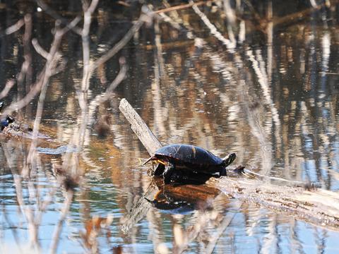 Turtle