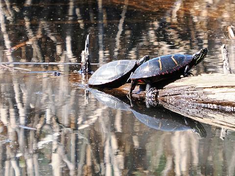 Turtles