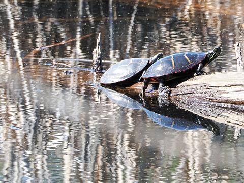 Turtles #2