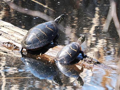 Turtles #3