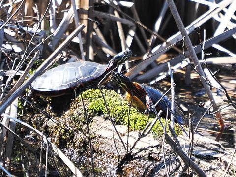Turtles #4